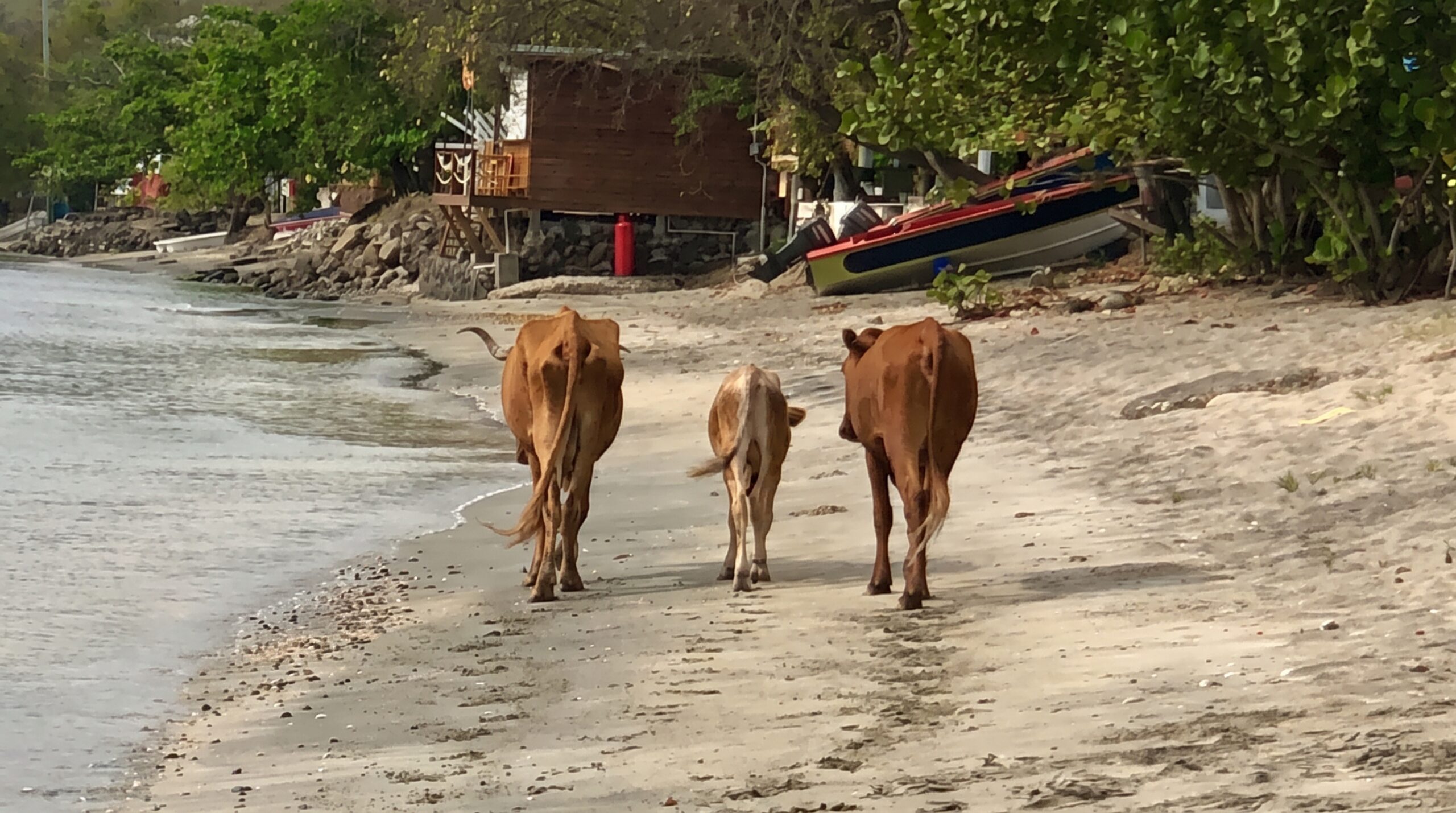Carriacou Travel Guide