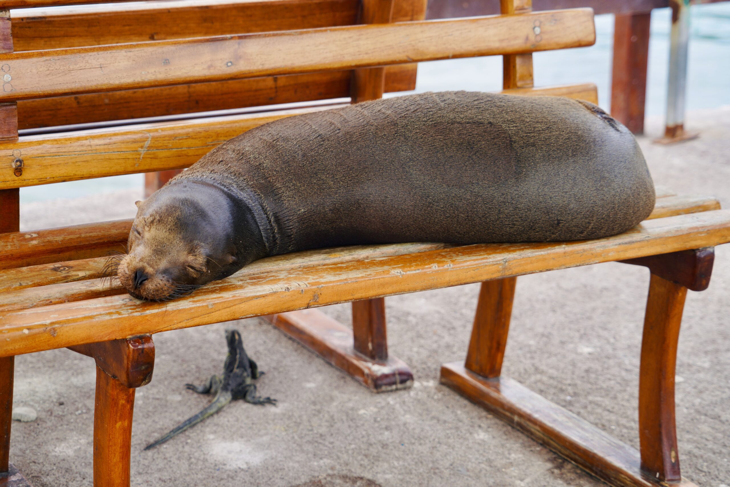 Santa Cruz. Galapagos
