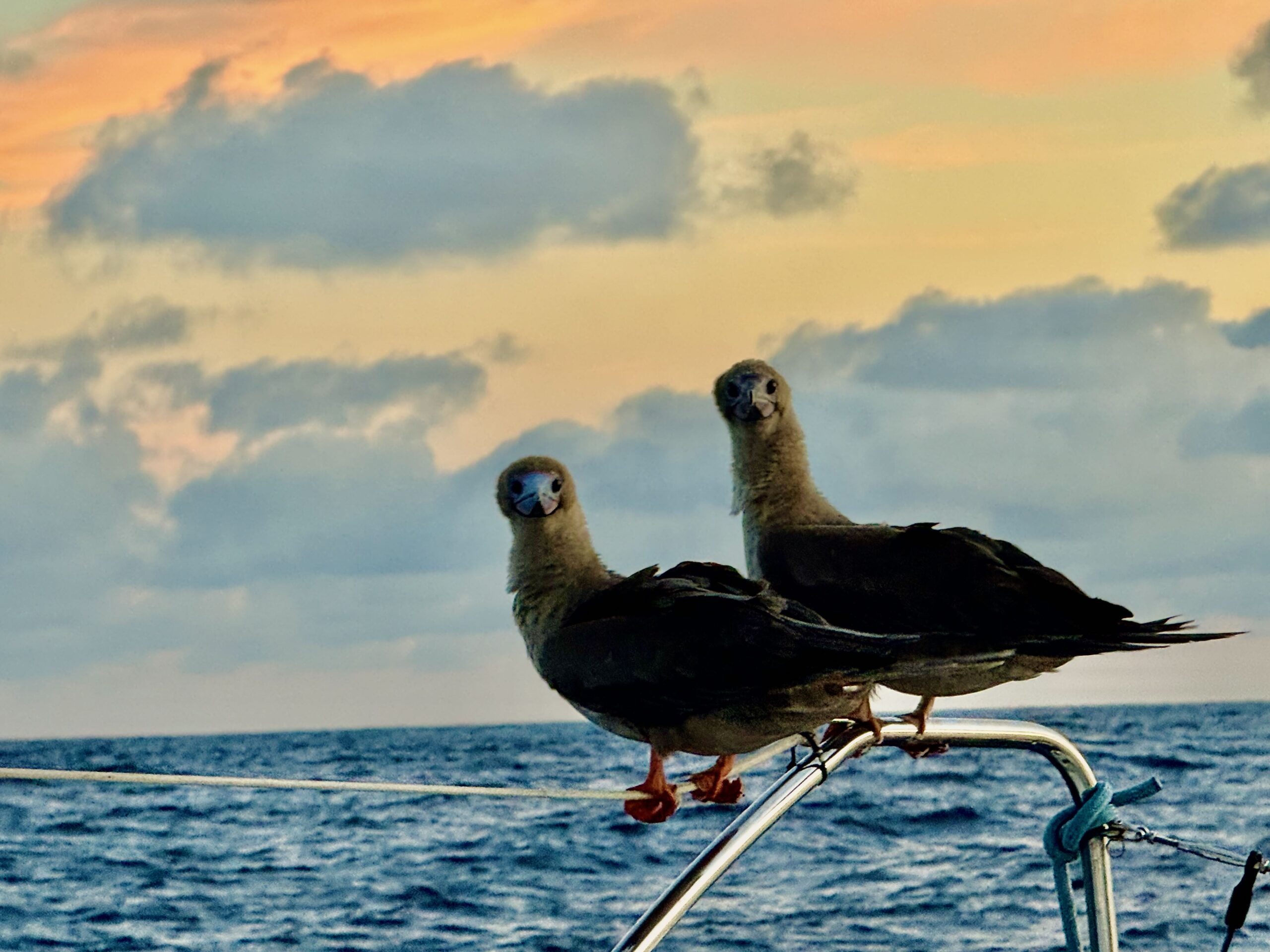 Pacific Crossing—stowaways