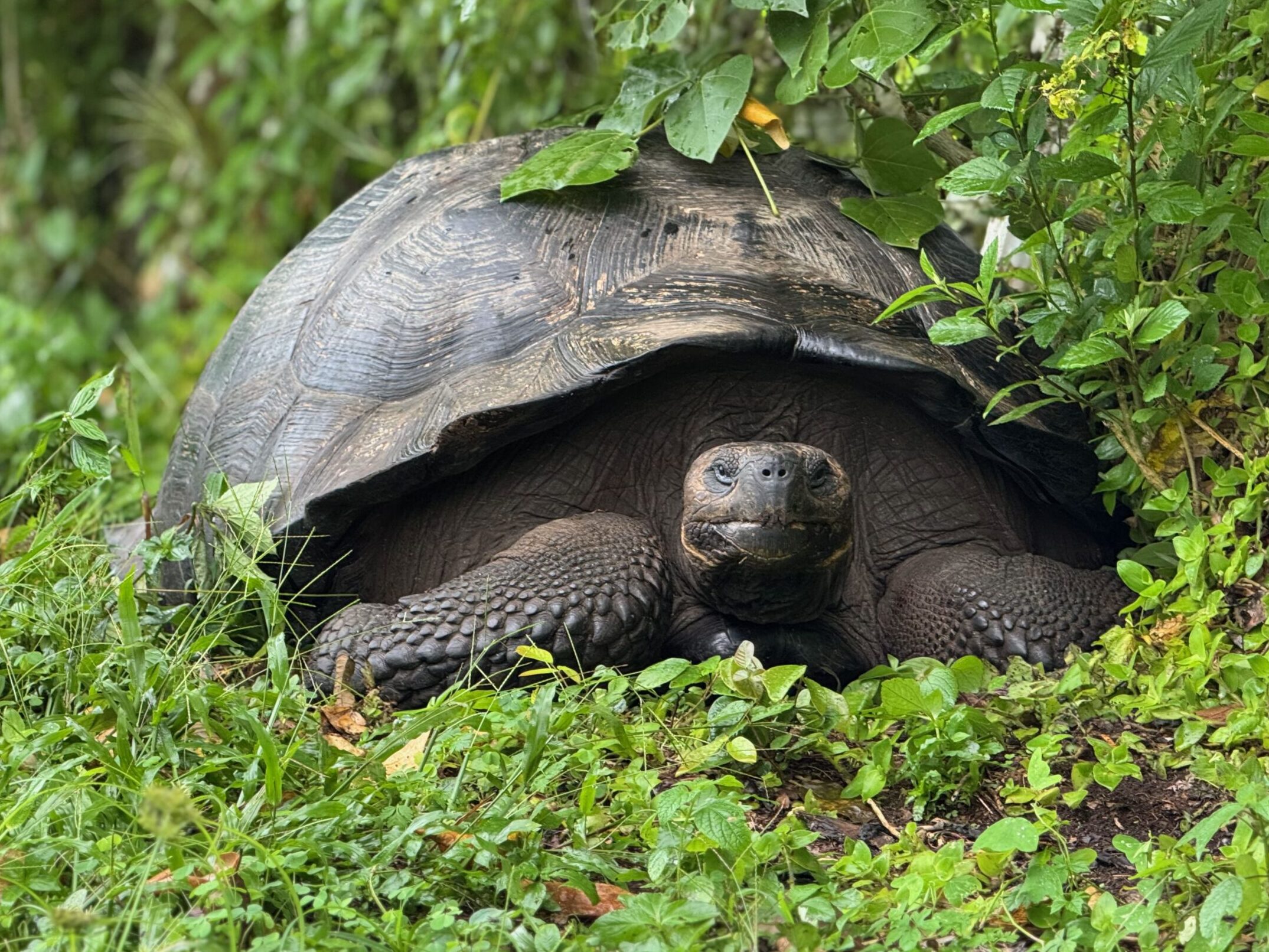 Santa Cruz. Galapagos