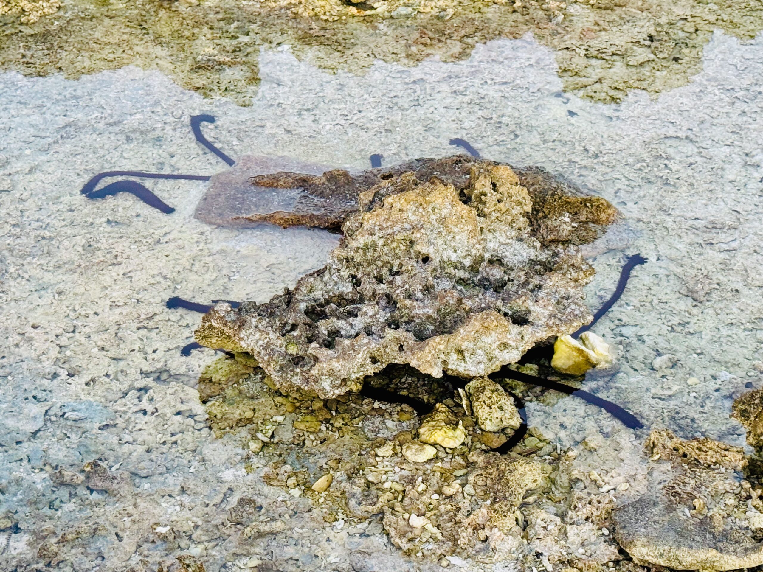 Raroia marine life