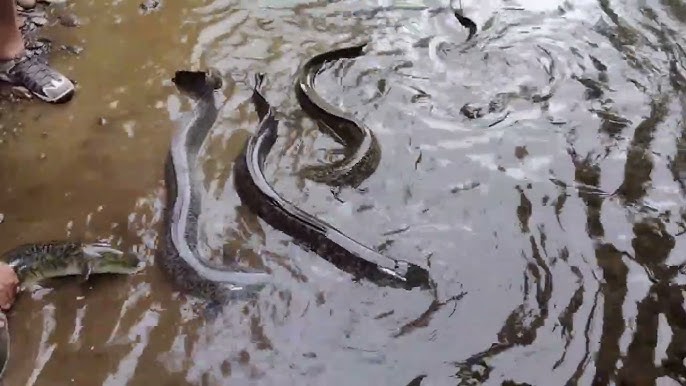 Eel Mo'orea