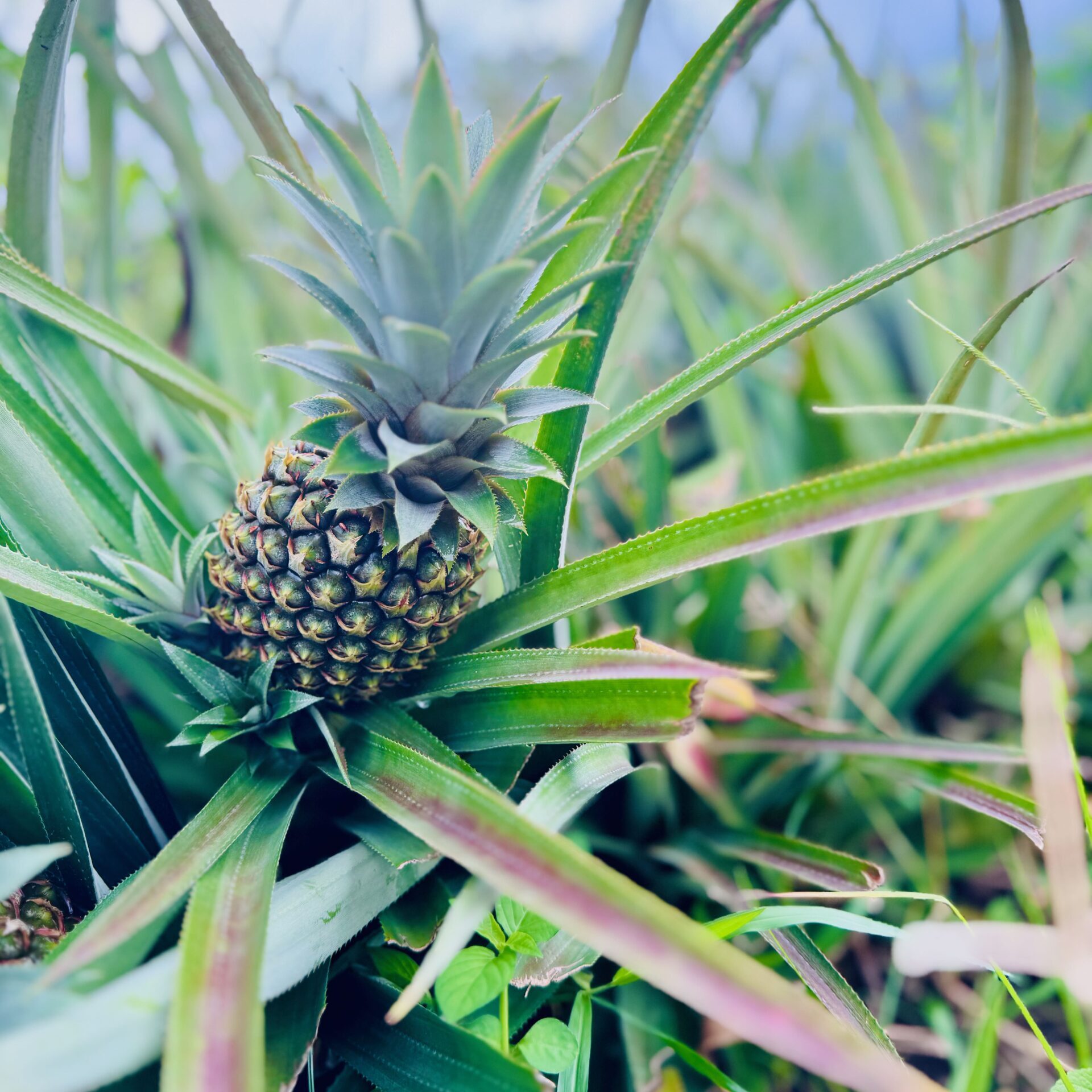 Pineapple, Mo'orea