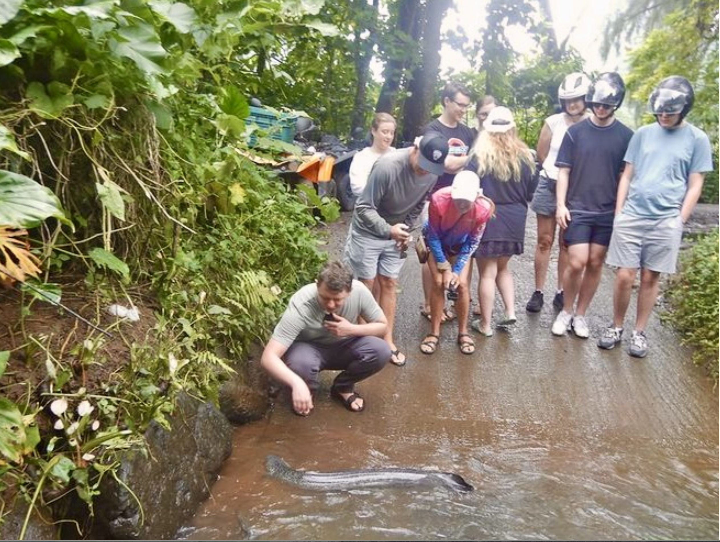 Eel Mo'orea