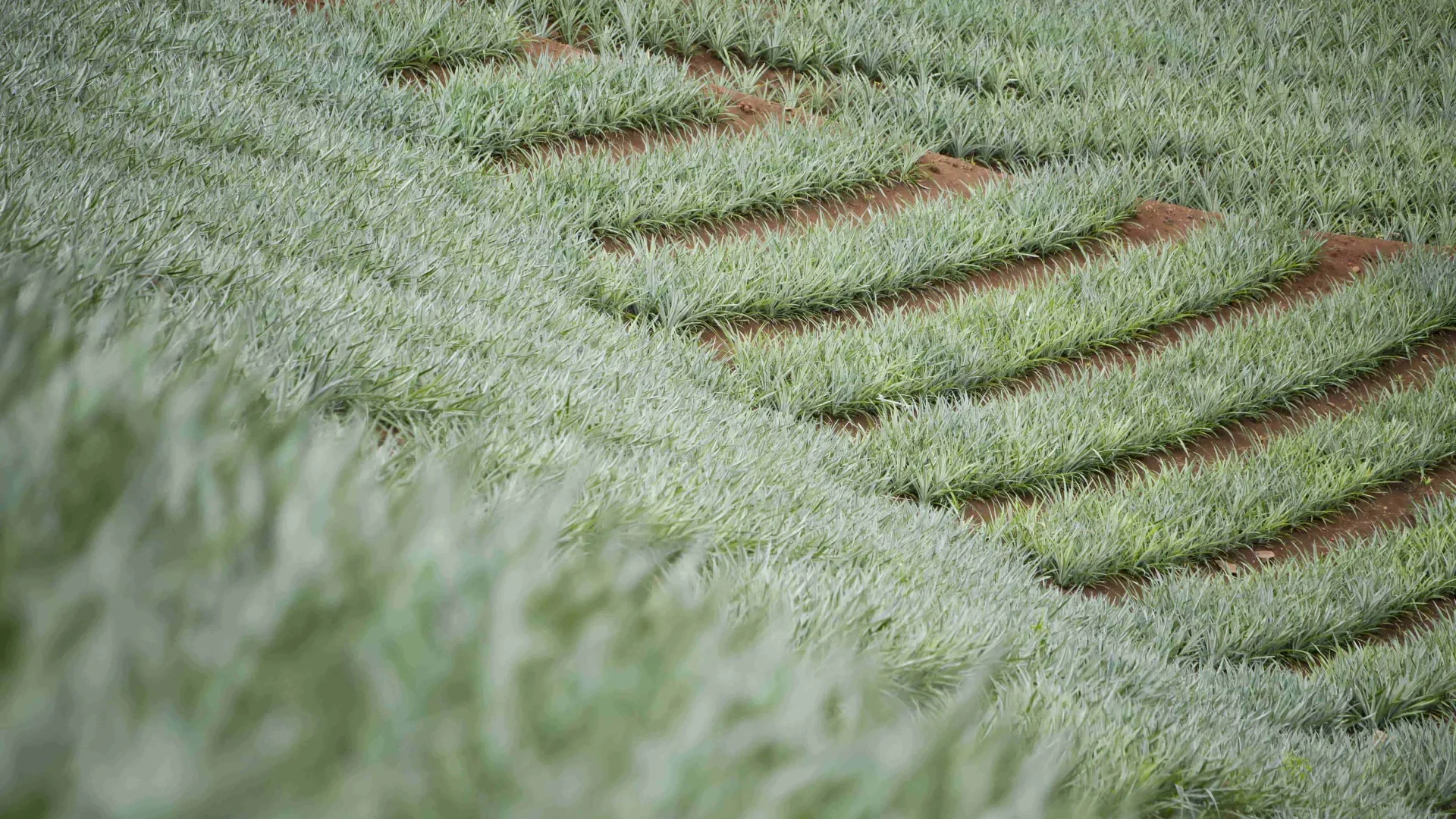Pineapple field, Mo'orea