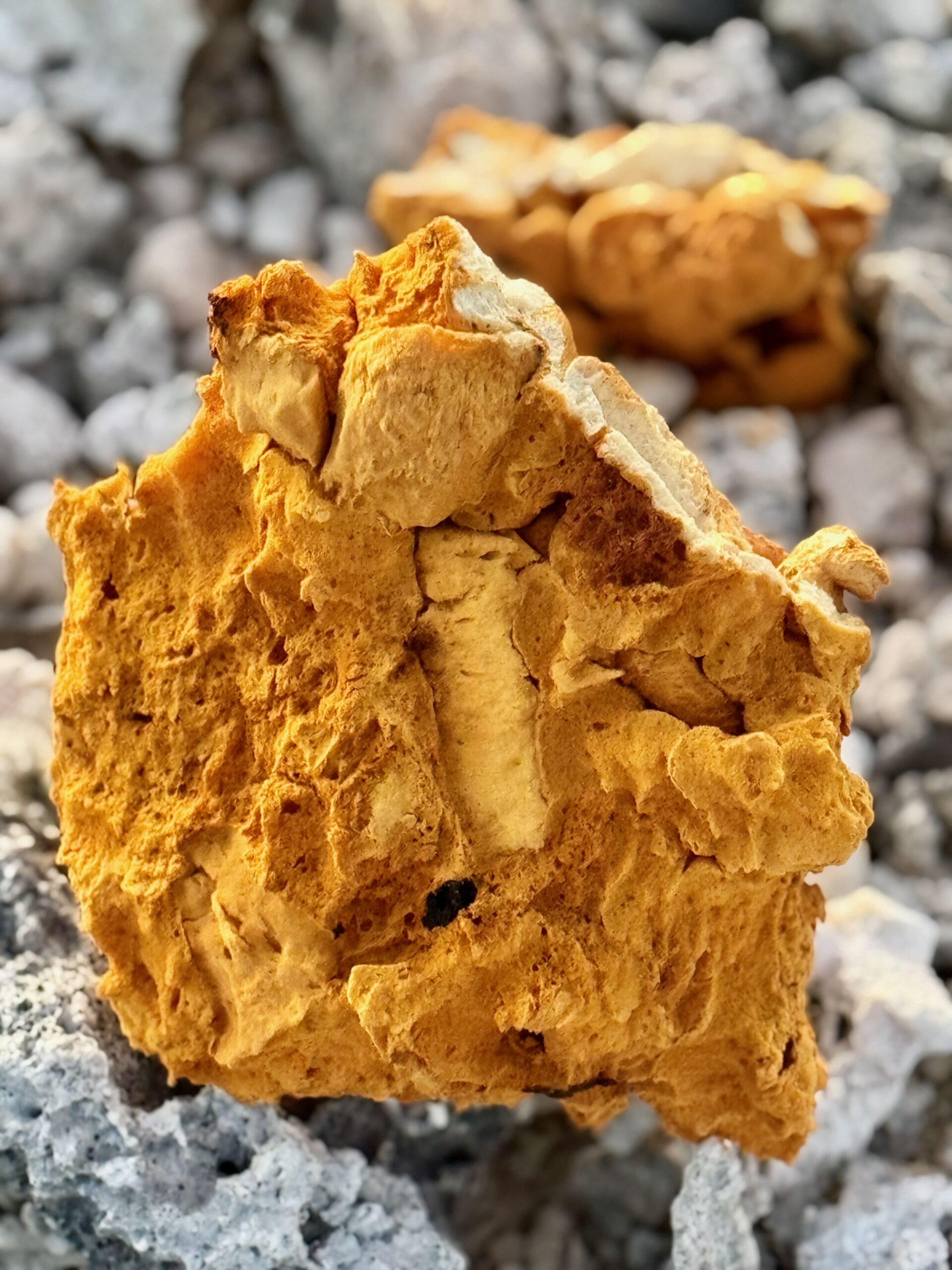 Raroia sea sponge