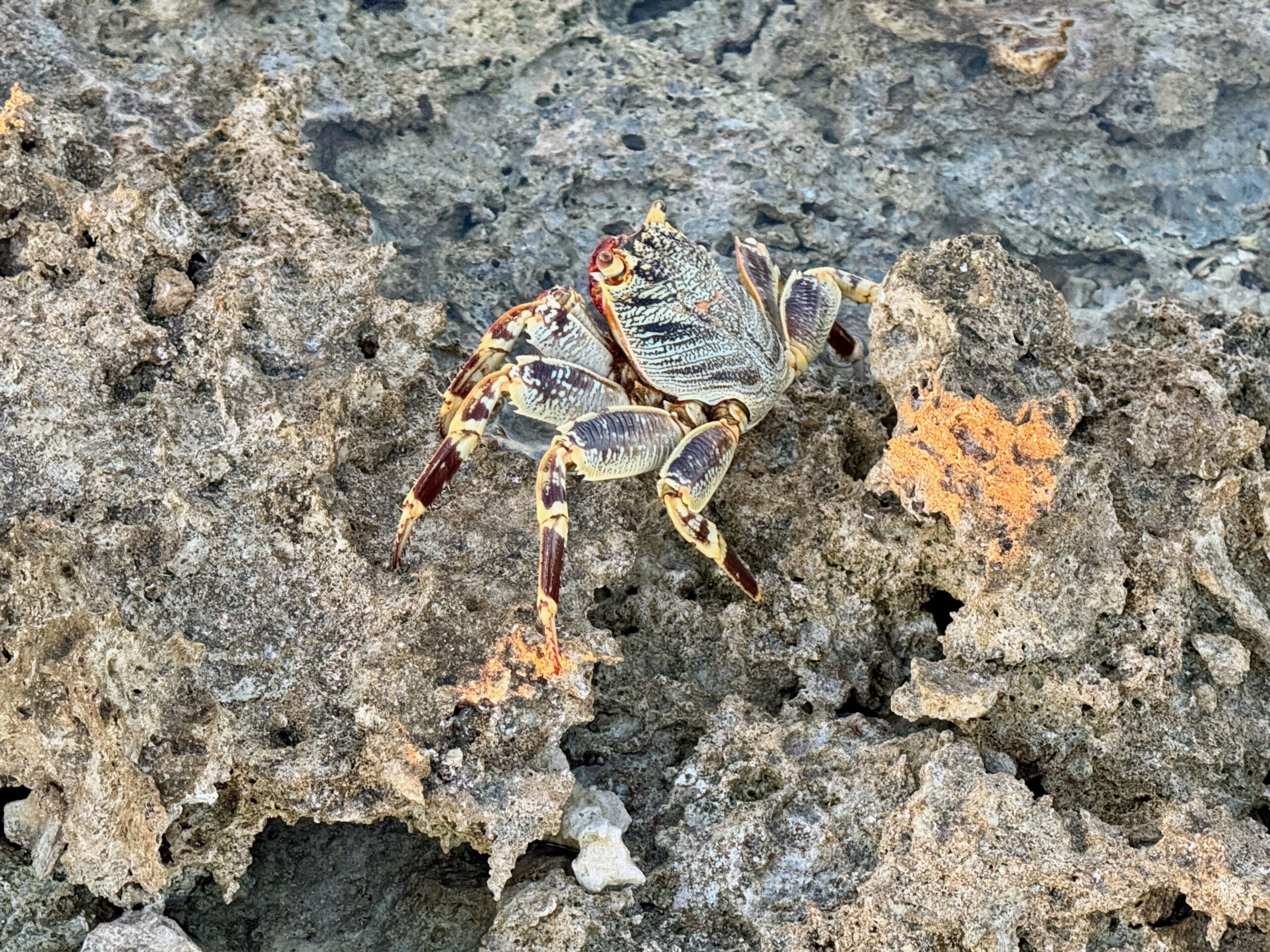 Raroia crab