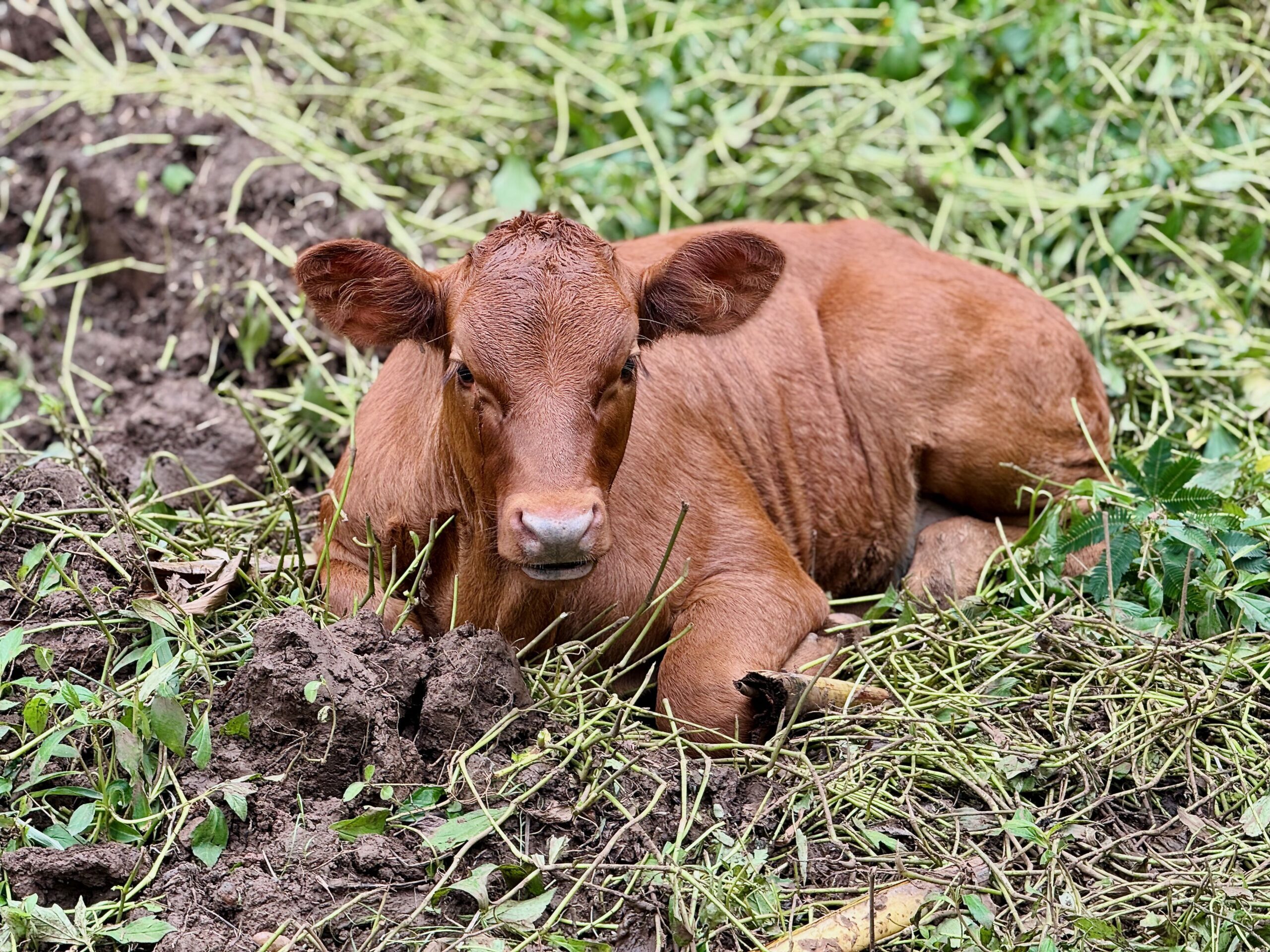 Cow on Fatu Hiva