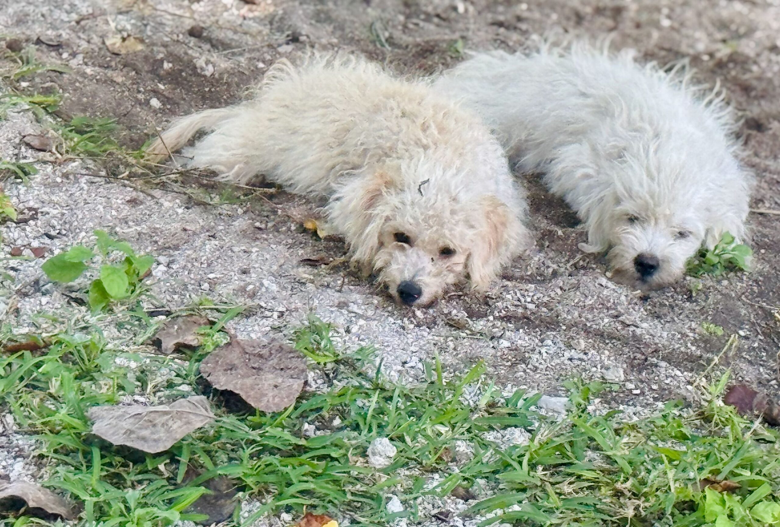 Makemo strays