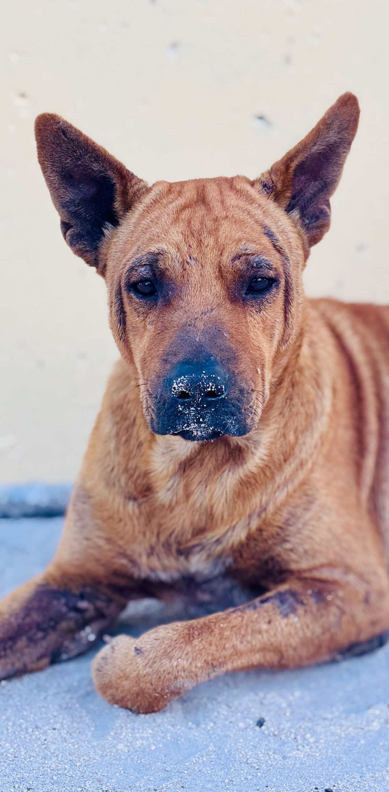 Makemo stray