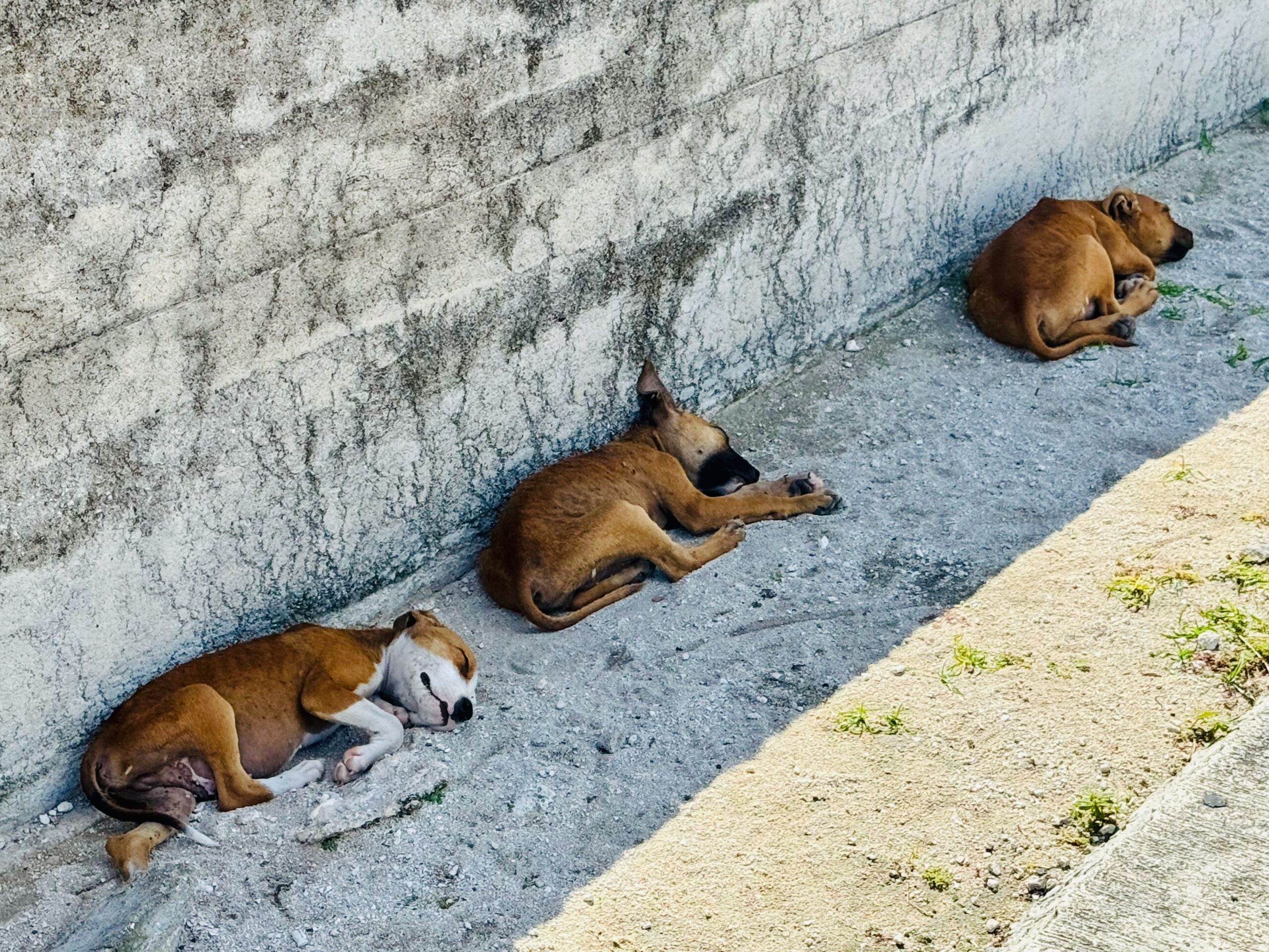 Makemo strays