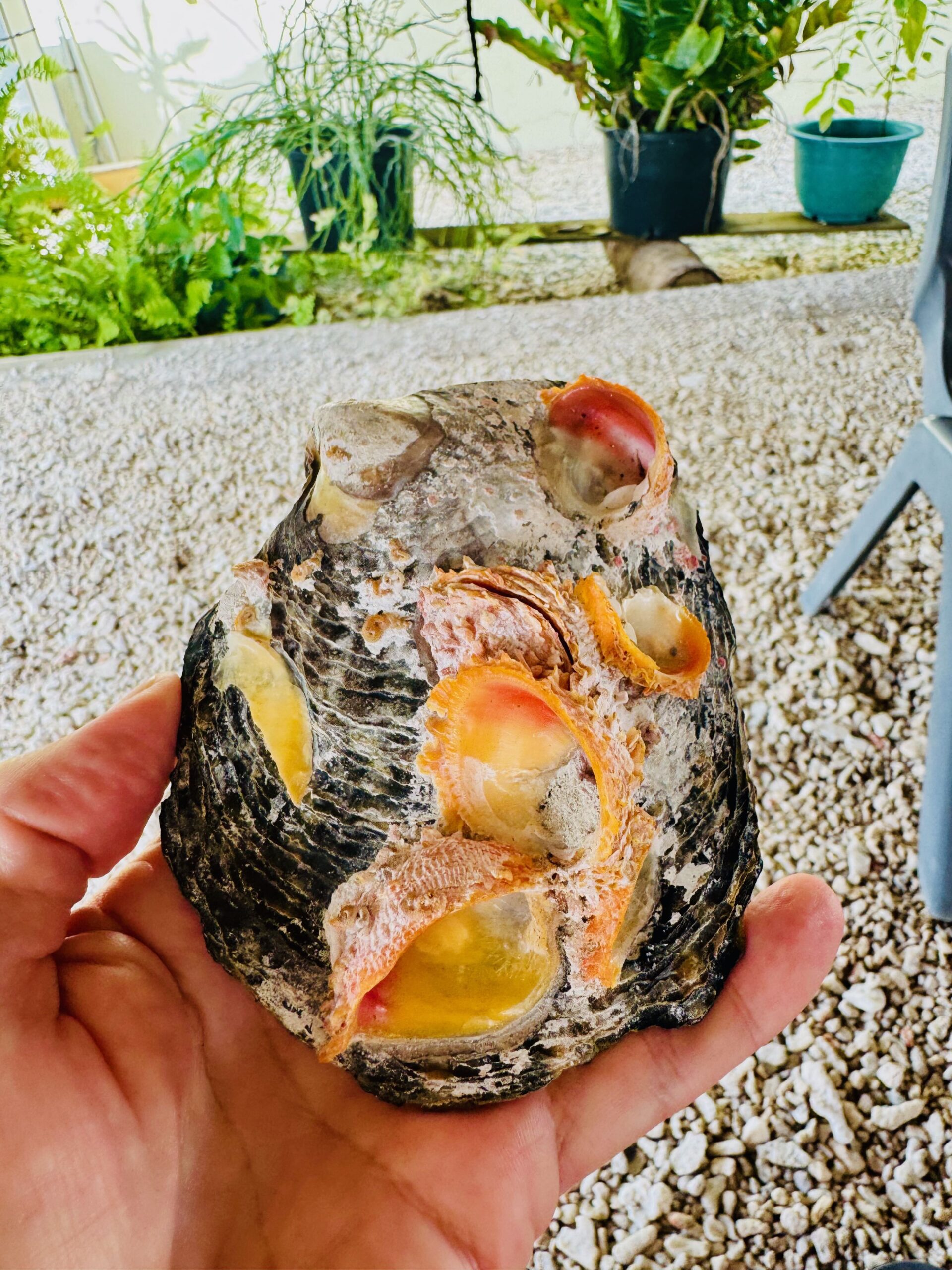 Rangiroa Pearl Farm