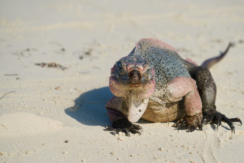 Bitter Guana Cay
