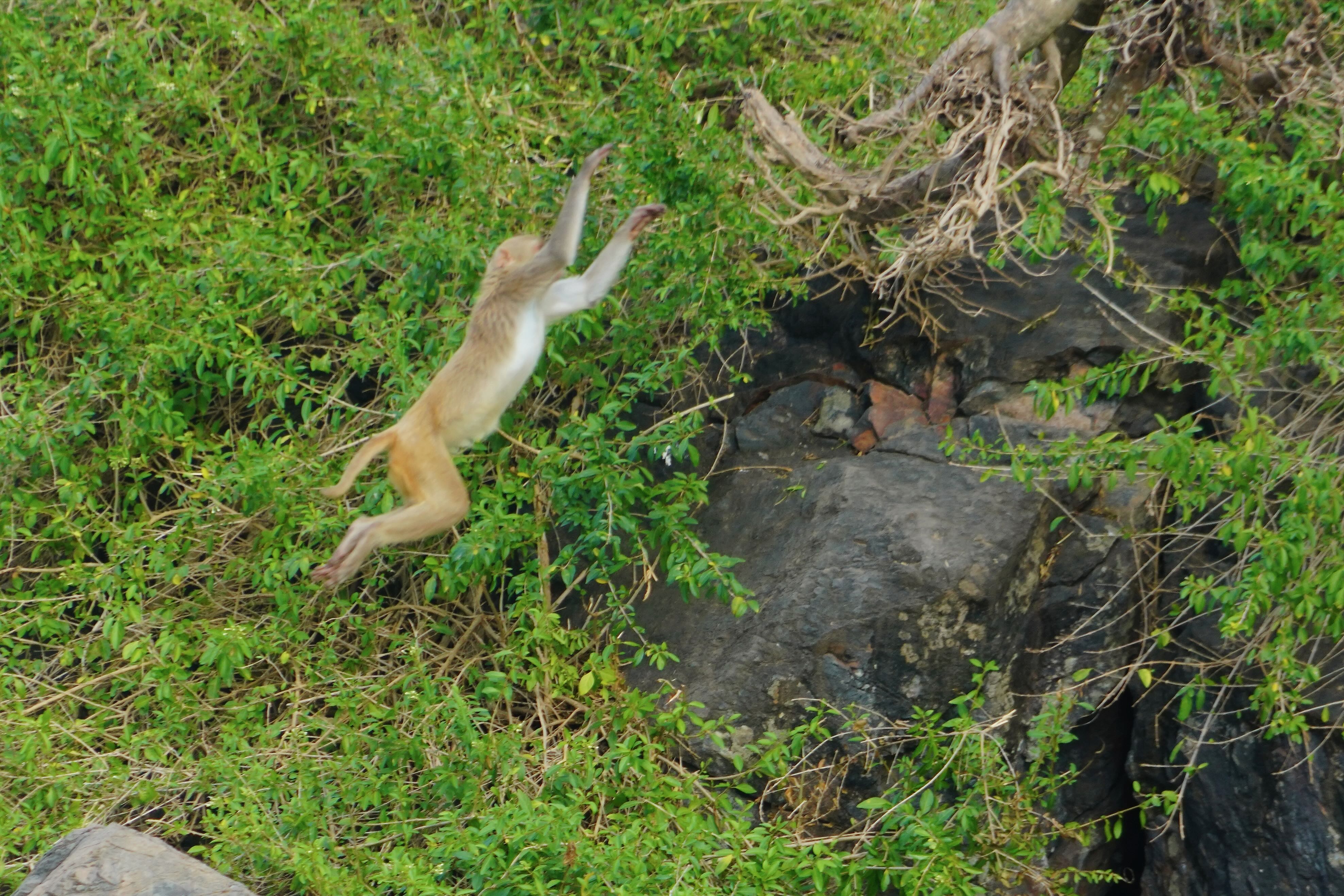 Rhesus macaque on Cayo Santiago