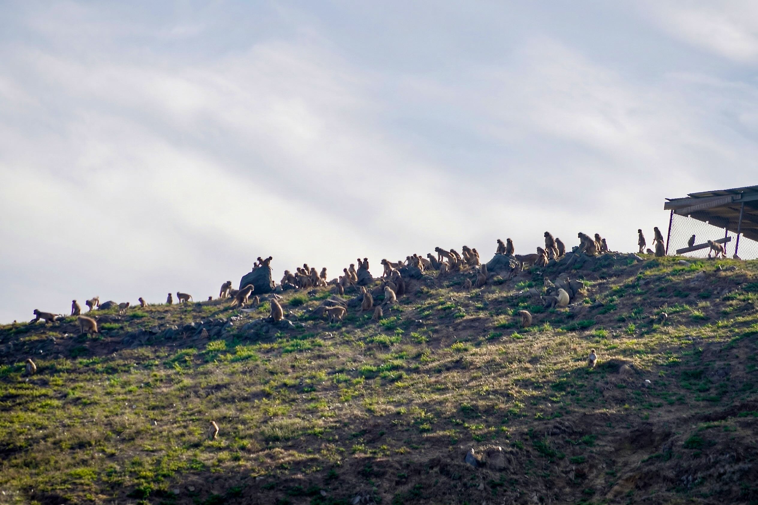 Dozens of macaque silhouettes spread across the island's ridge