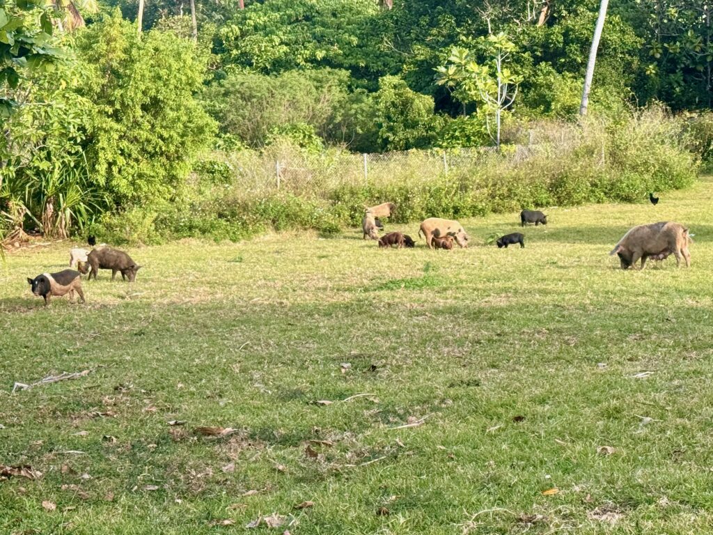 Vava'u Pigs
