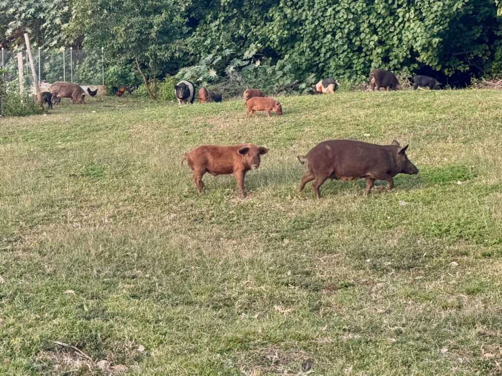 Vava'u Pigs