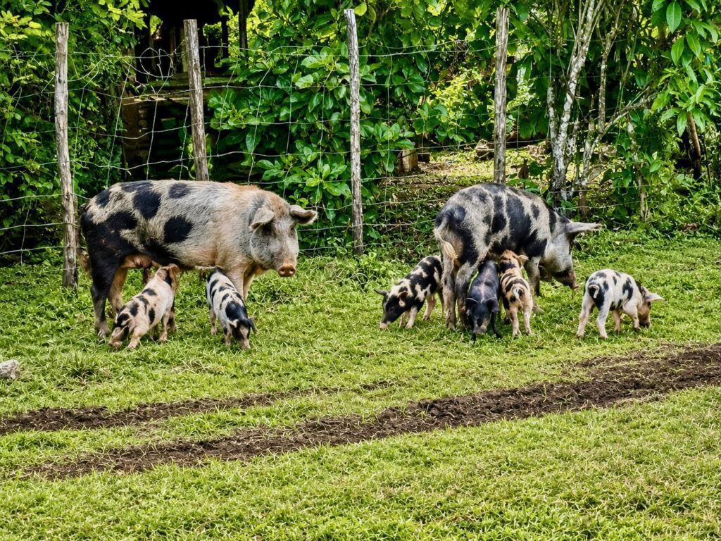 Vava'u Pigs