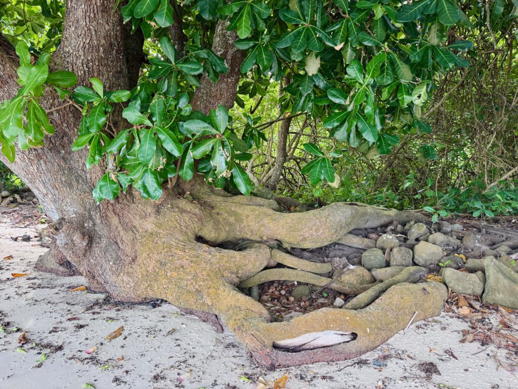 Tropical Almond Tree at Point Puoro'o